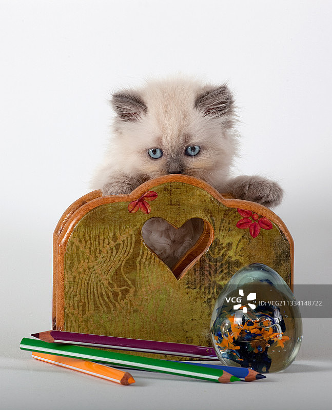 年龄：6周图片素材