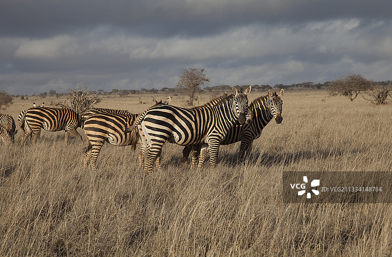 暴风雨天空下的斑马 - 肯尼亚塔伊塔丘陵图片素材