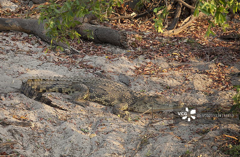 赞比西河谷的尼罗鳄图片素材