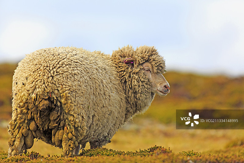 福克兰群岛荒原上的绵羊图片素材