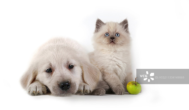 混血波斯金毛寻回犬图片素材