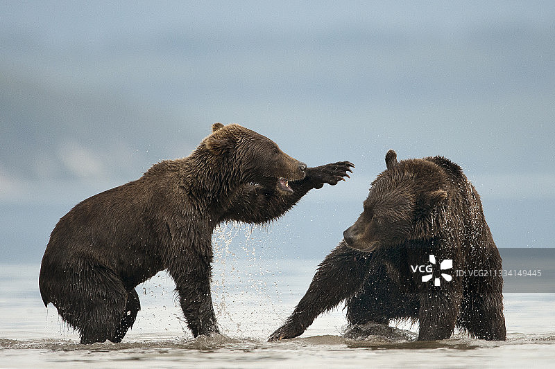 堪察加半岛库页湖棕熊嬉水图片素材