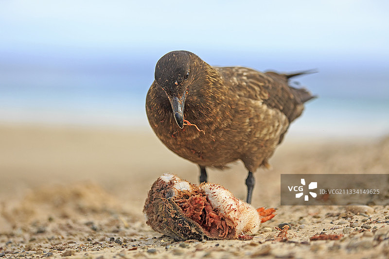 福克兰贼鸥捕食巴布亚企鹅幼崽图片素材