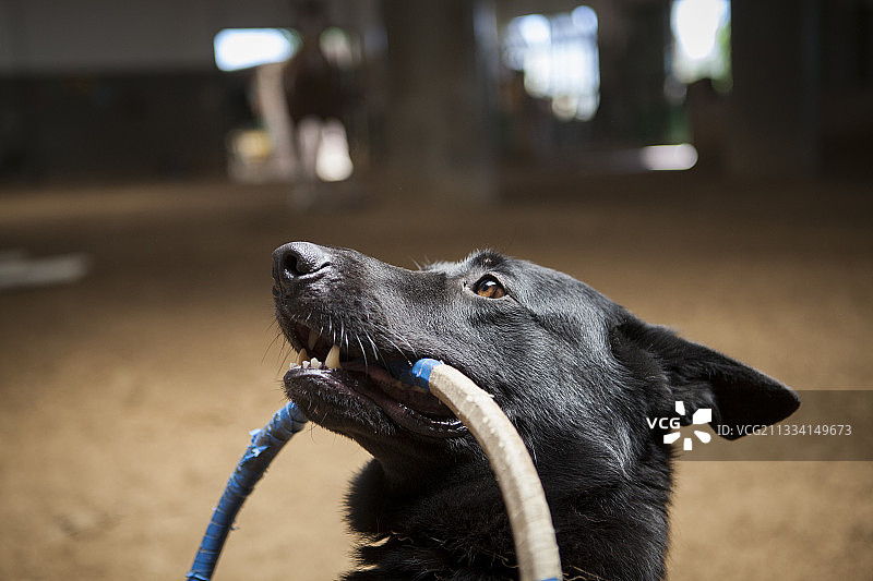 马术治疗：与AAAEPAD协会合作图片素材