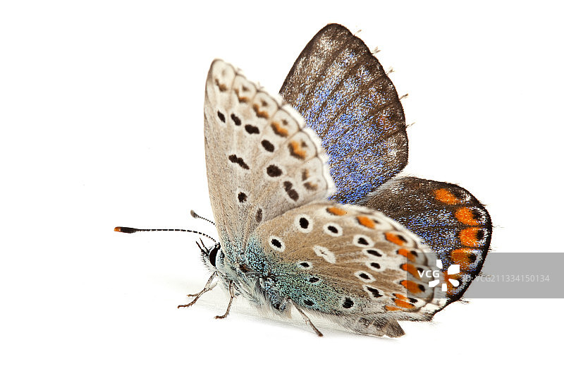 阿多尼斯蓝蝶图片素材