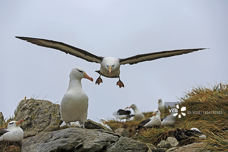黑眉信天翁降落在福克兰群岛的栖息地图片素材
