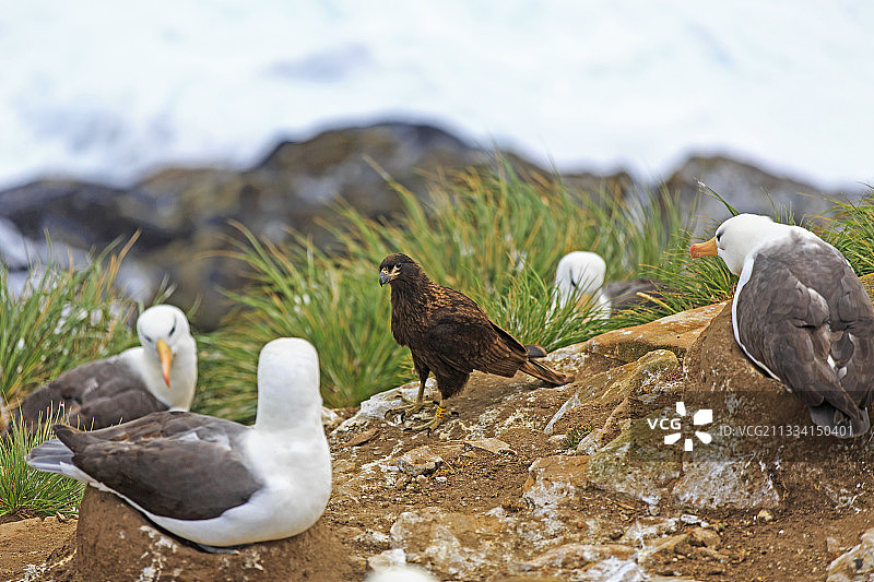 纹腹隼雀和黑眉信天翁——福克兰群岛图片素材