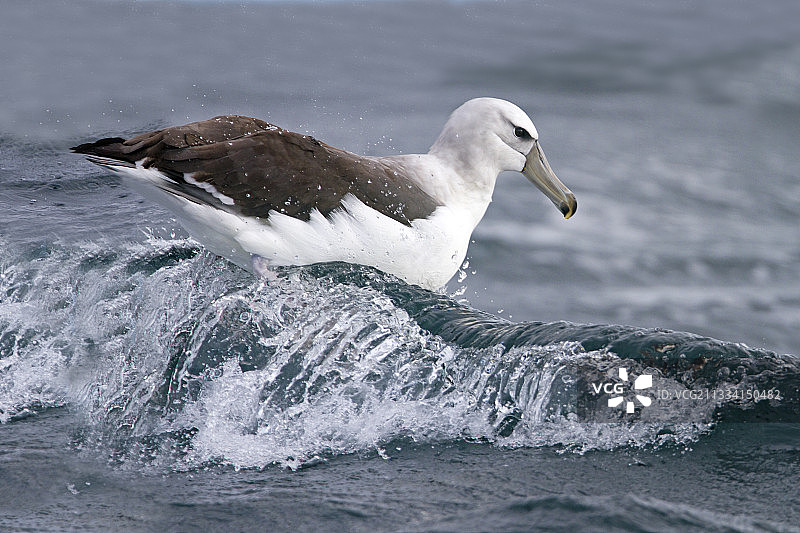 害羞的信天翁（南非海豹岛）图片素材