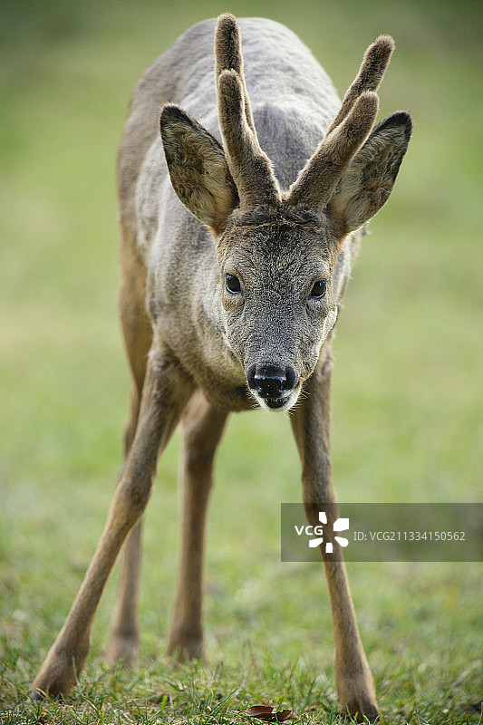 阿登地区，罗巴克天鹅绒图片素材