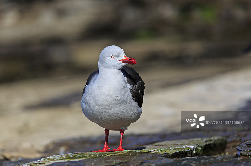 成年海鸥繁殖期 - 福克兰群岛图片素材
