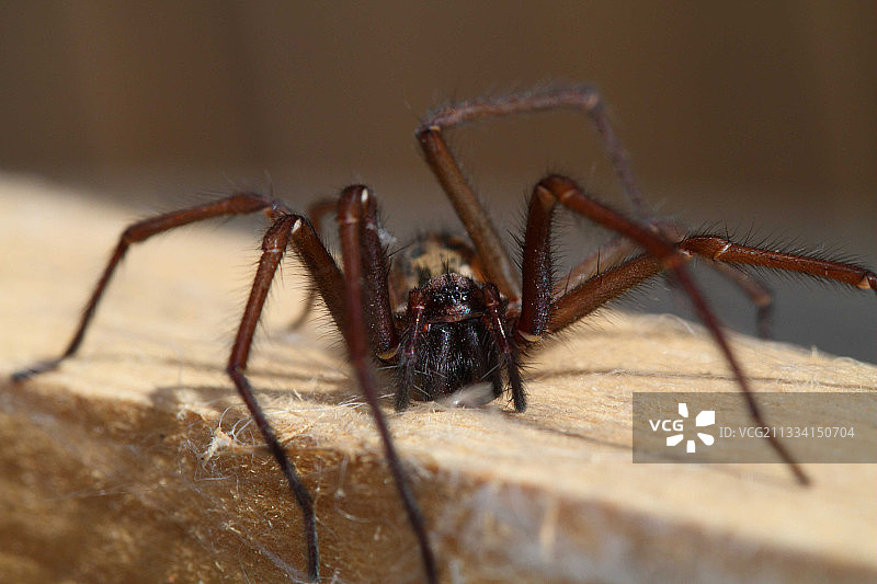 木板上的家蜘蛛，法国图片素材