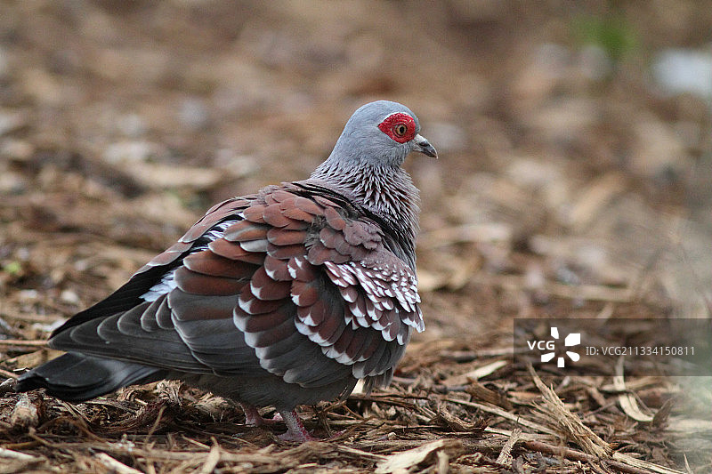 地上的斑点鸽图片素材