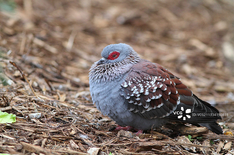 休息中的斑点鸽子图片素材
