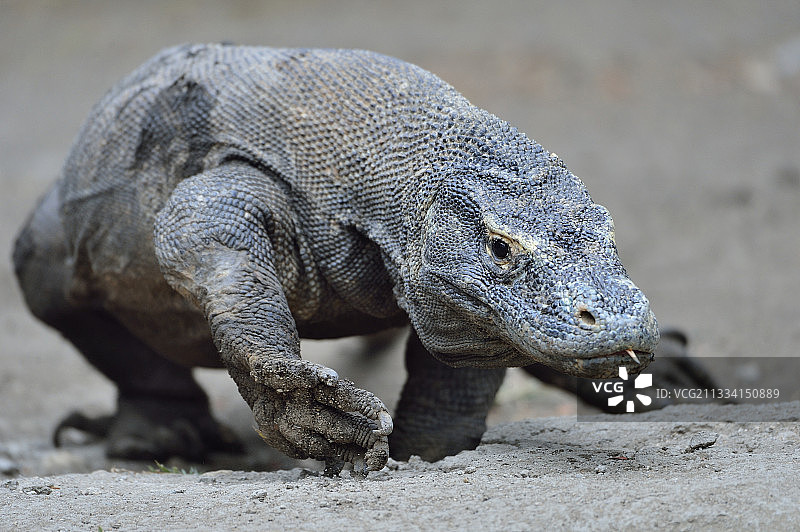 科莫多龙 - 印度尼西亚图片素材