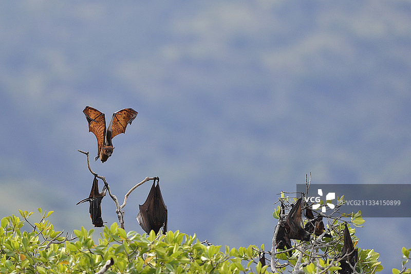 科莫多国家公园的黑色飞狐图片素材