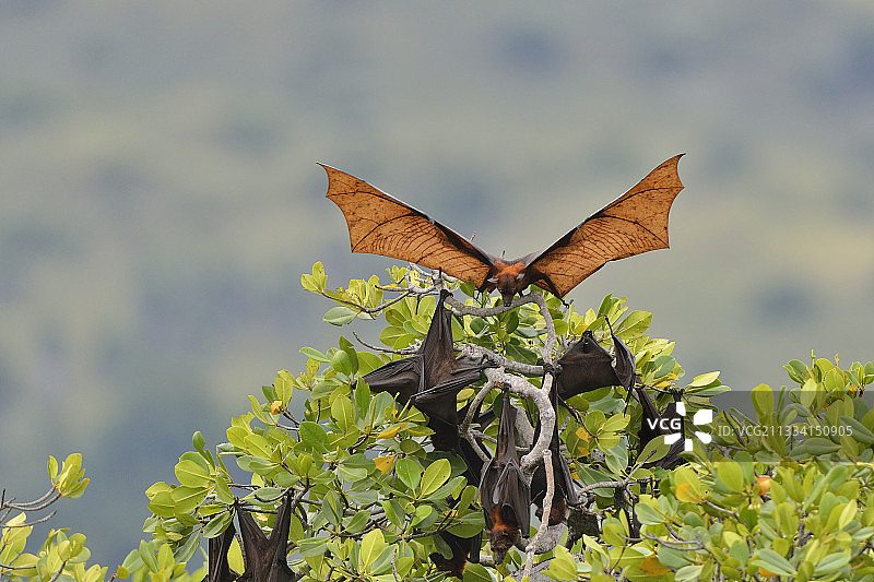 科莫多国家公园的黑色飞狐图片素材