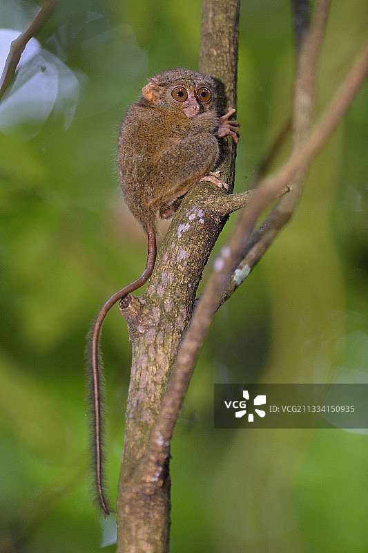苏拉威西岛的眼镜猴图片素材