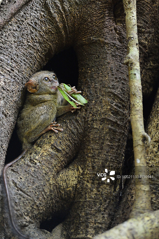 苏拉威西岛眼镜猴图片素材