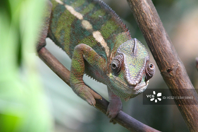 树枝上的变色龙图片素材