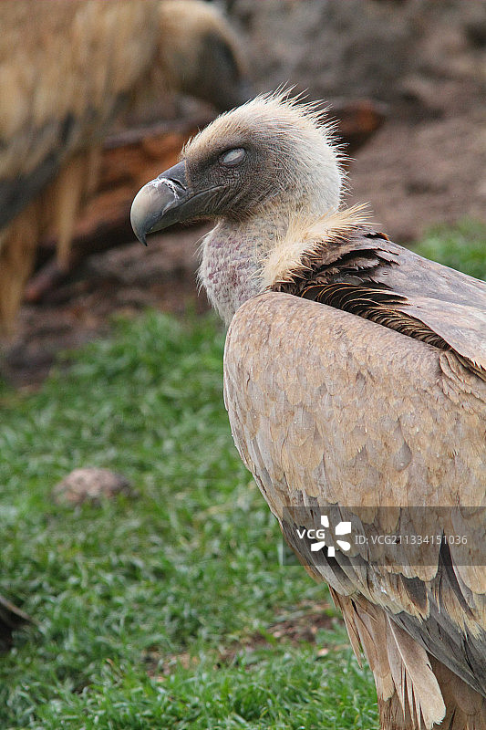 西班牙：地面上的兀鹫肖像图片素材