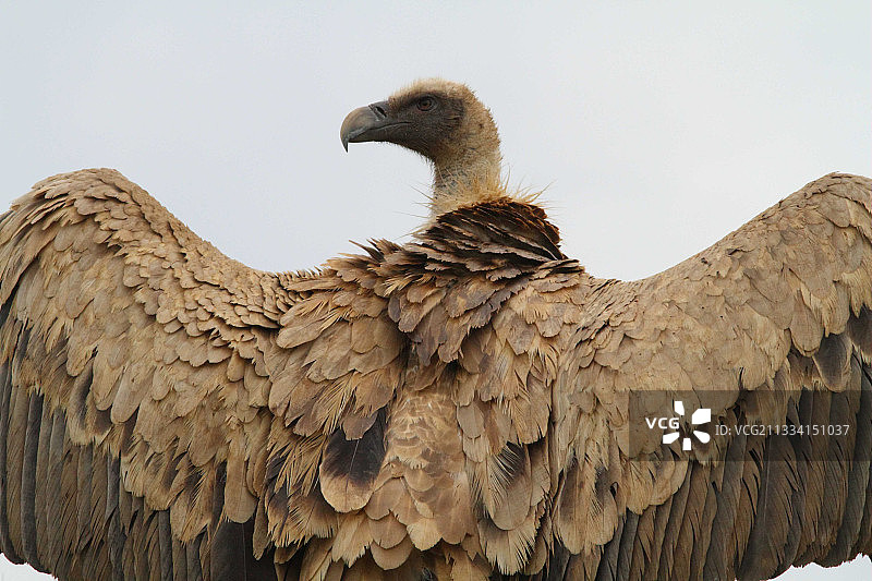 张开翅膀的兀鹫画像 - 西班牙图片素材