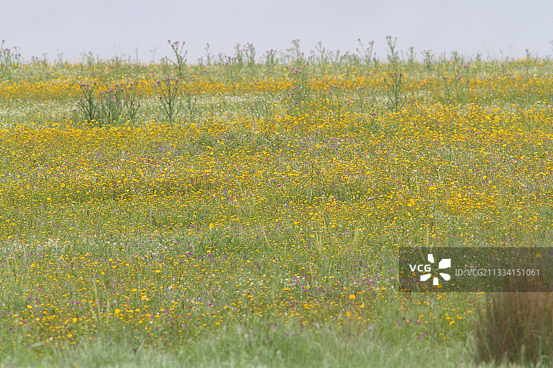 西班牙埃斯特雷马杜拉草原大鸨图片素材