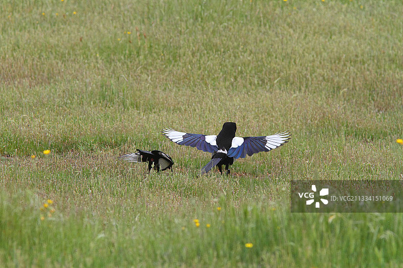雄性展开翅膀，向雌性提供泄殖腔图片素材