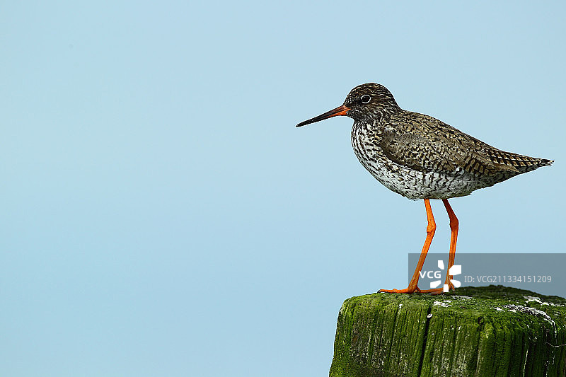 红脚鹬图片素材