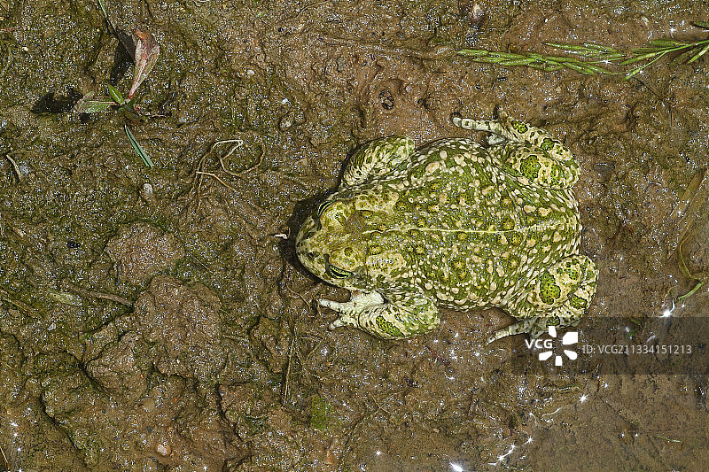 花背蟾蜍图片素材