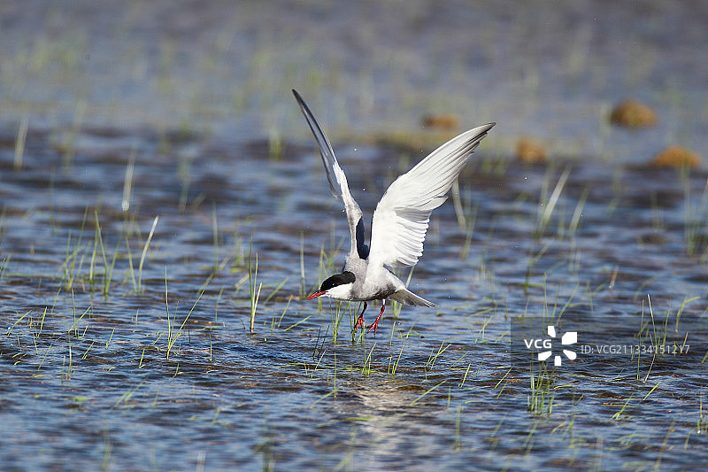 须浮鸥图片素材