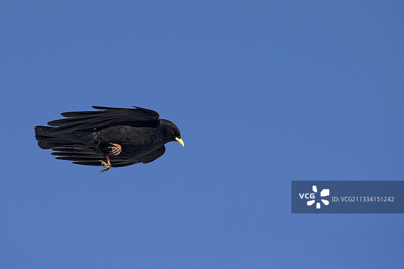 瑞士阿尔卑斯山鸦图片素材