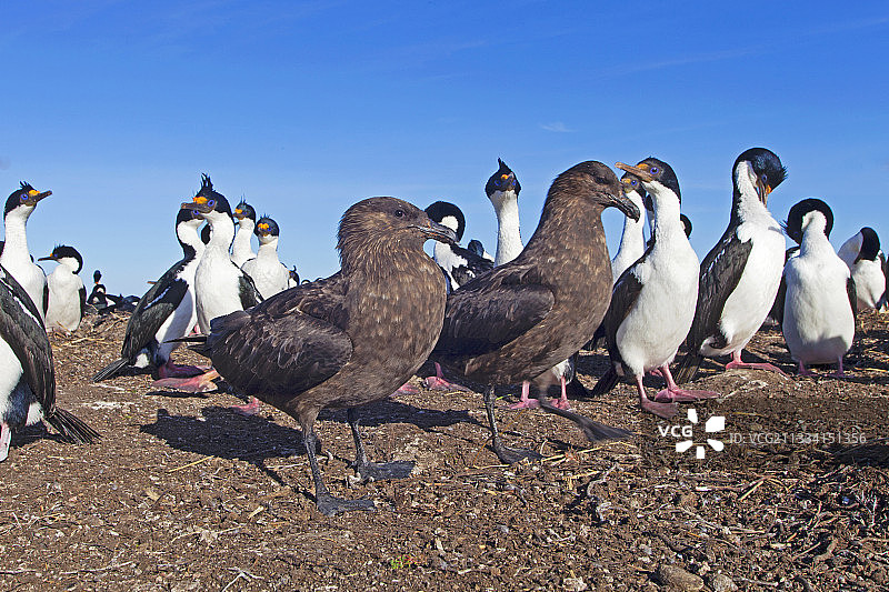 偷鸡蛋图片素材