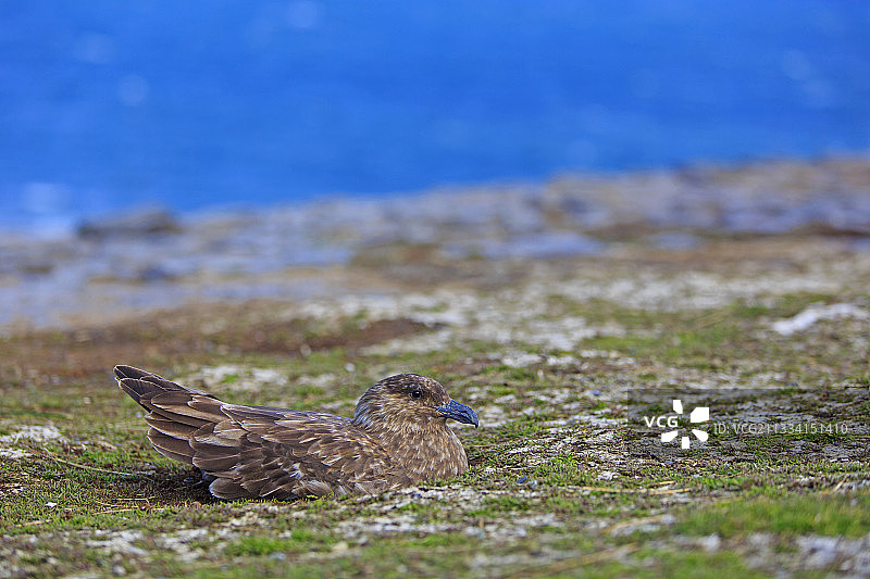 在地面筑巢的南极贼鸥-福克兰群岛图片素材
