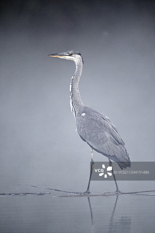 英国中部薄雾清晨水中的苍鹭图片素材