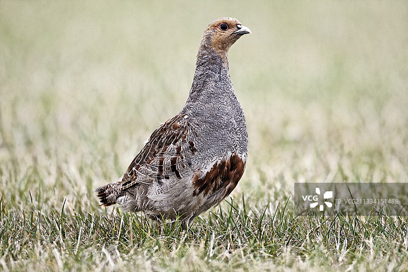 草地上的灰色鹧鸪 - 英国中部图片素材