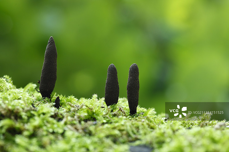 长在苔藓上的死人手指 - 法国阿尔萨斯图片素材