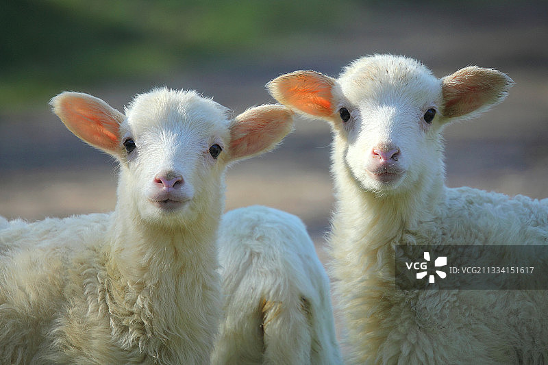 托斯卡纳卡森蒂诺的小羊图片素材