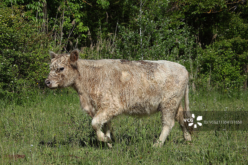 沃克吕兹的加alloway母牛 - 法国图片素材