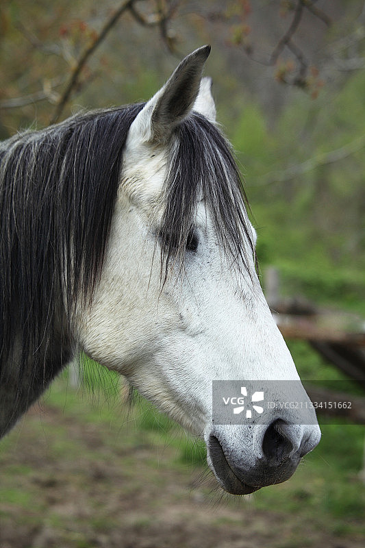托斯卡纳卡森蒂诺地区马匹肖像图片素材