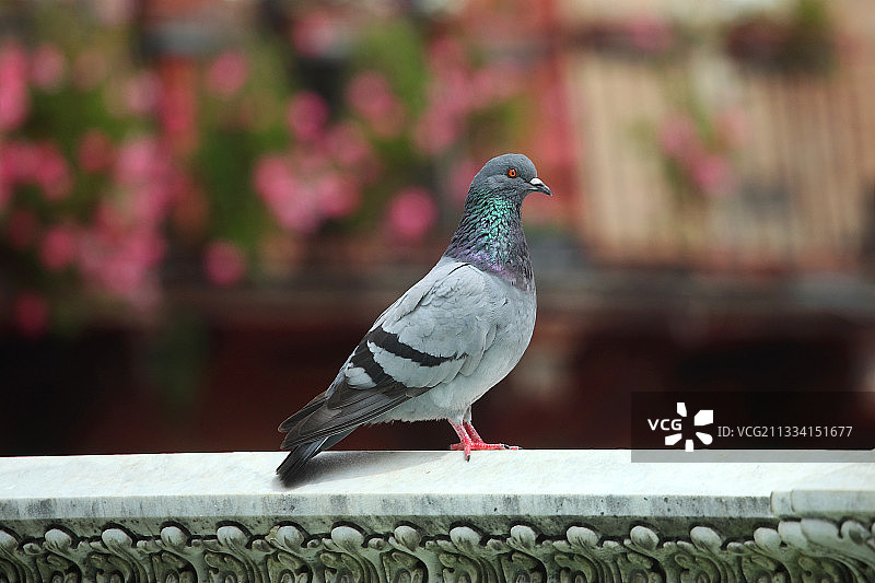 托斯卡纳墙上的鸽子图片素材