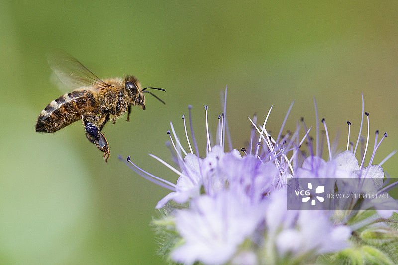 蜜蜂停在缺叶花上-法国孚日图片素材