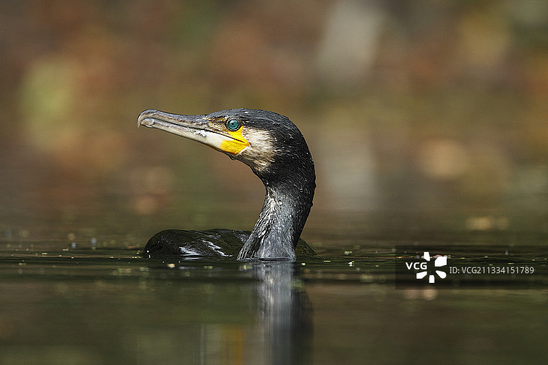水面上的普通鸬鹚-法国阿尔萨斯图片素材