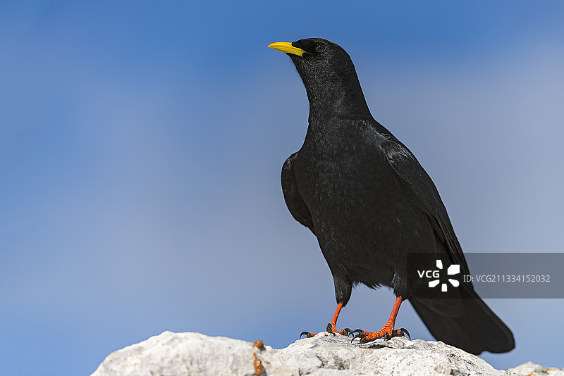 法国阿尔卑斯山岩石上的高山秃鼻乌鸦图片素材