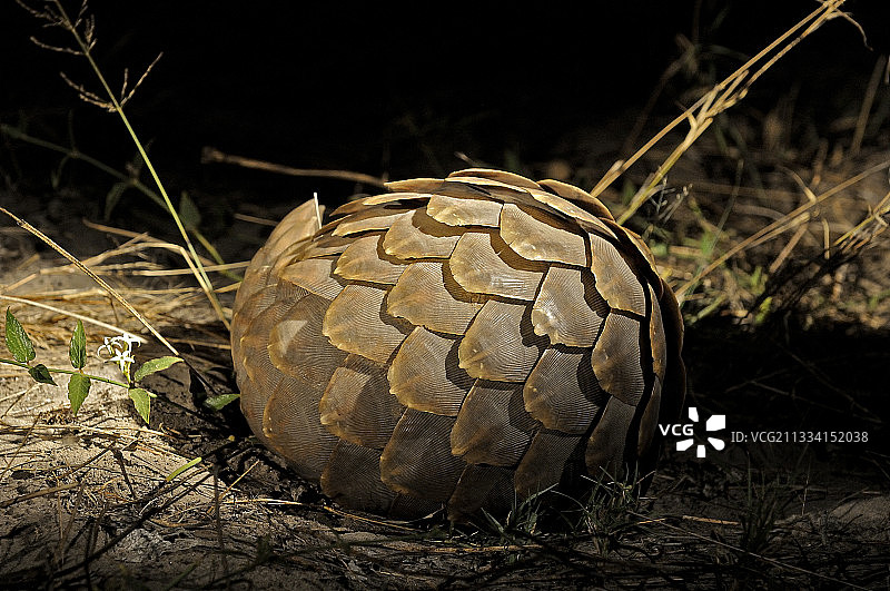 夜晚蜷缩的披肩穿山甲，博茨瓦纳图片素材