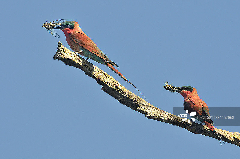 红喉蜂虎与蝉，博茨瓦纳图片素材