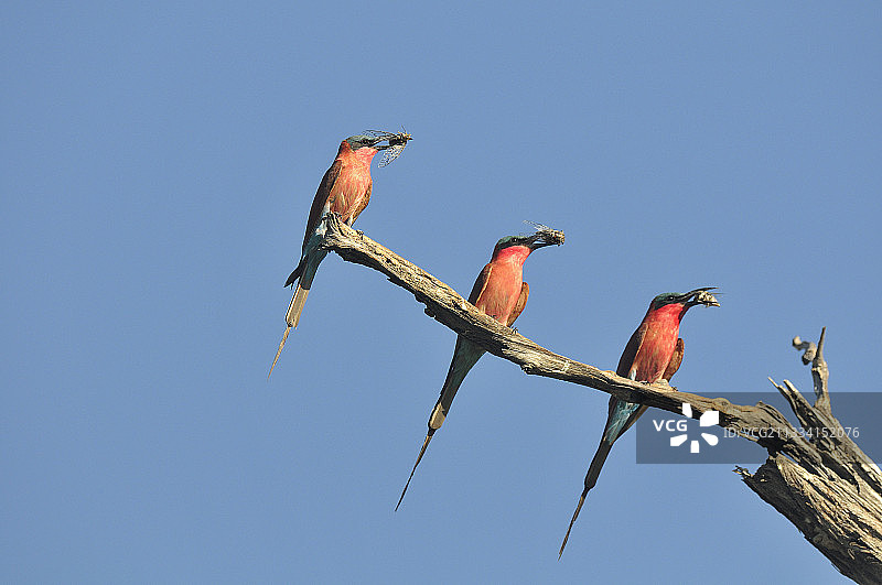 红喉蜂虎与蝉，博茨瓦纳图片素材