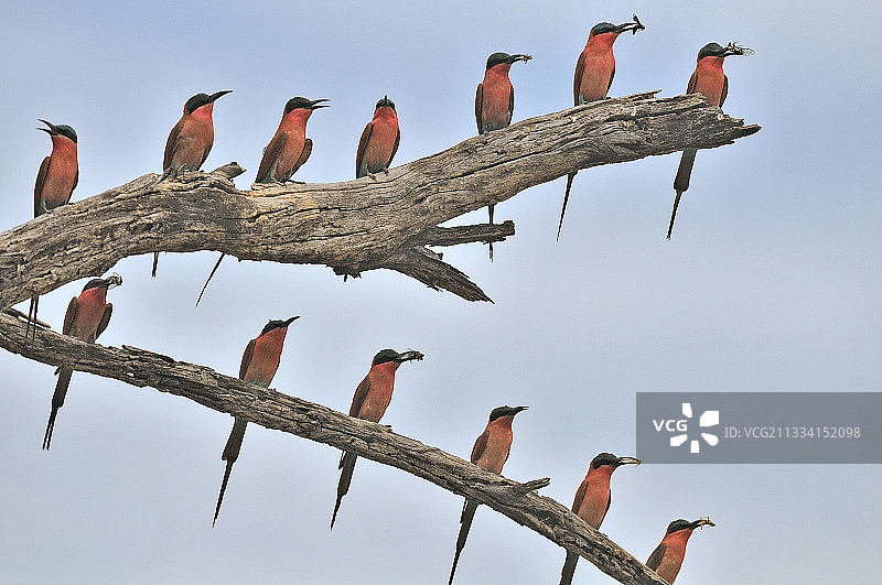 红喉蜂虎与蝉，博茨瓦纳图片素材