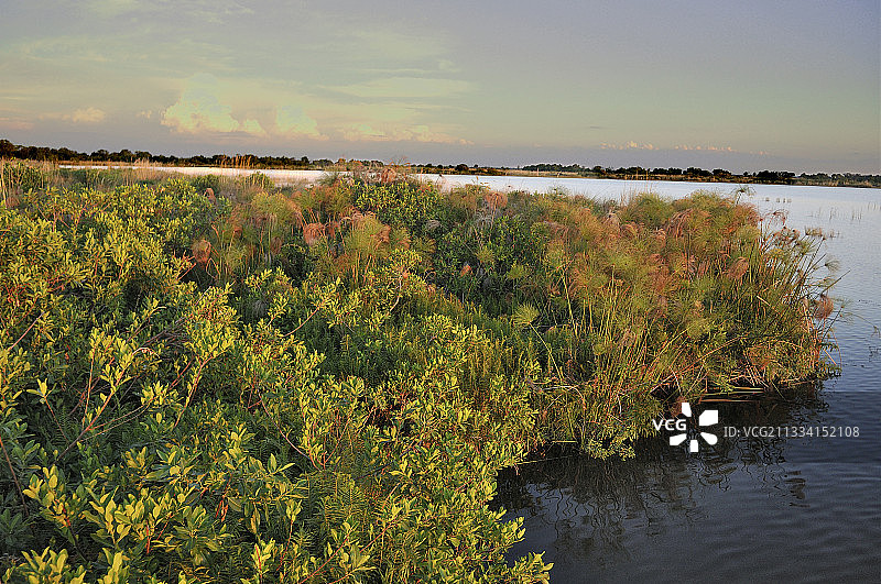 纸莎草 - 博茨瓦纳奥卡万戈三角洲图片素材