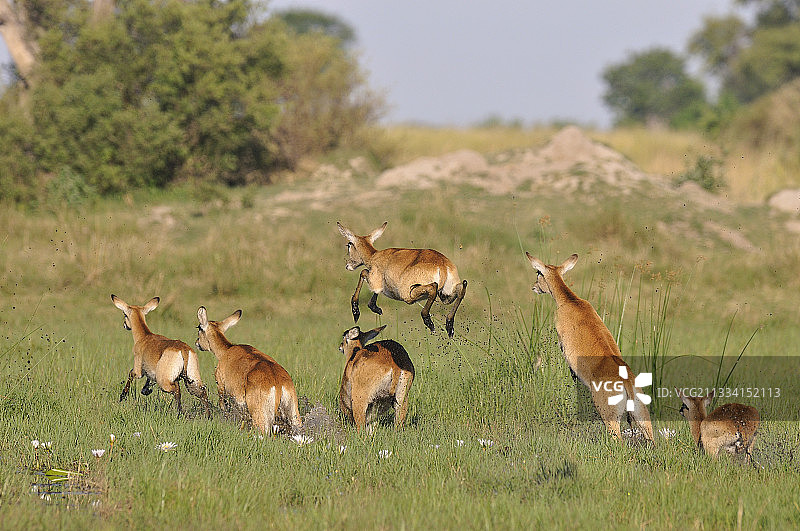 跳跃的莱氏水羚 - 博茨瓦纳图片素材