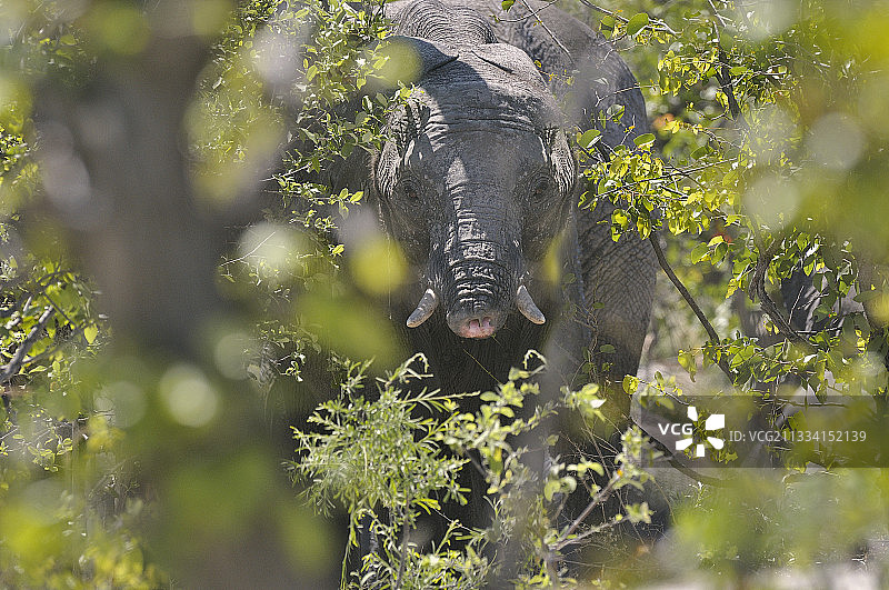 狮子吸吮切割小象 - 博茨瓦纳图片素材
